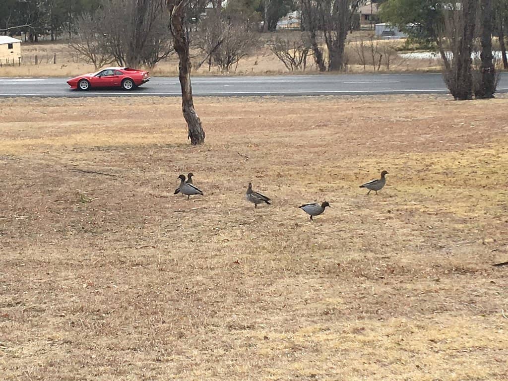 Diverse Tree Collection