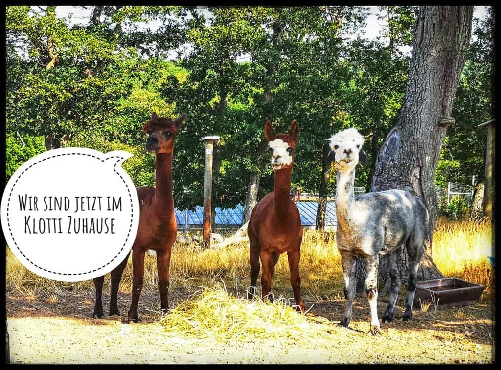 Animal Feeding Experiences