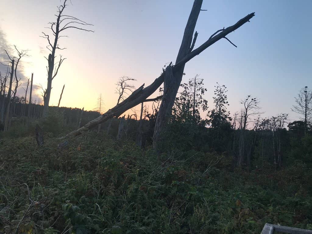 Informative Wooden Bower