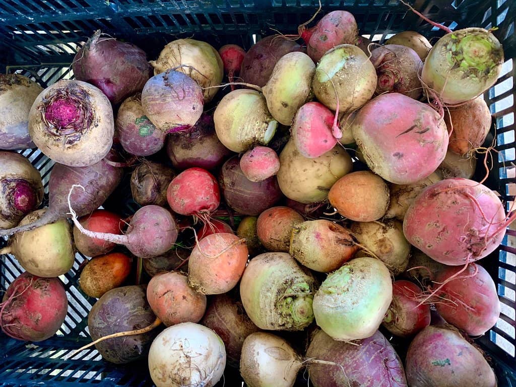 Relaxing Picnic Area