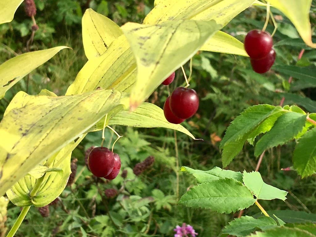 Historic Kilcher Homestead Cabin