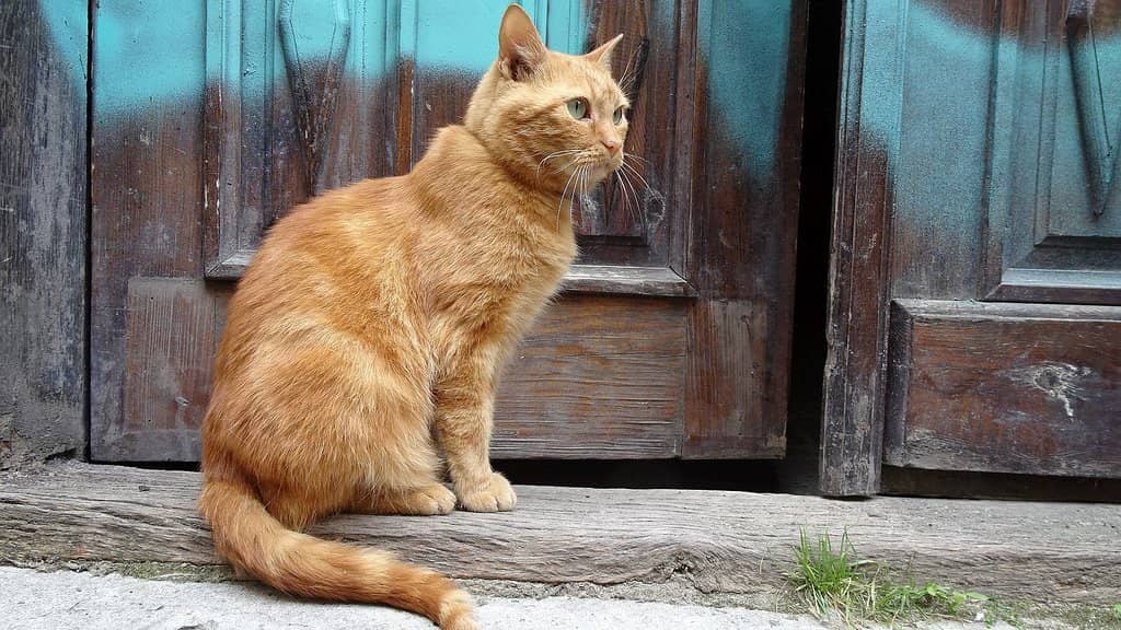 Historic Synagogue Ruins