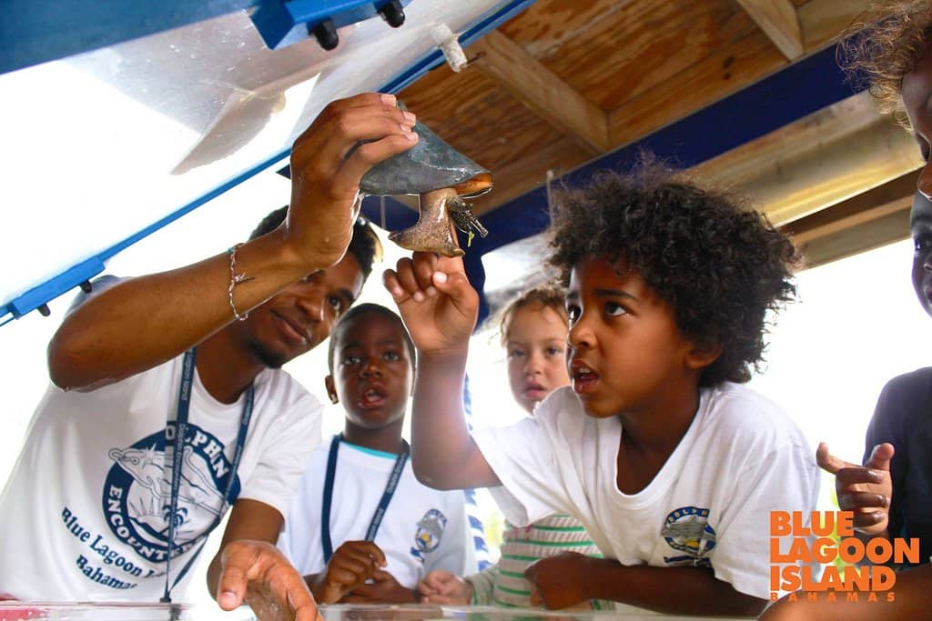 Island Beachside Dining