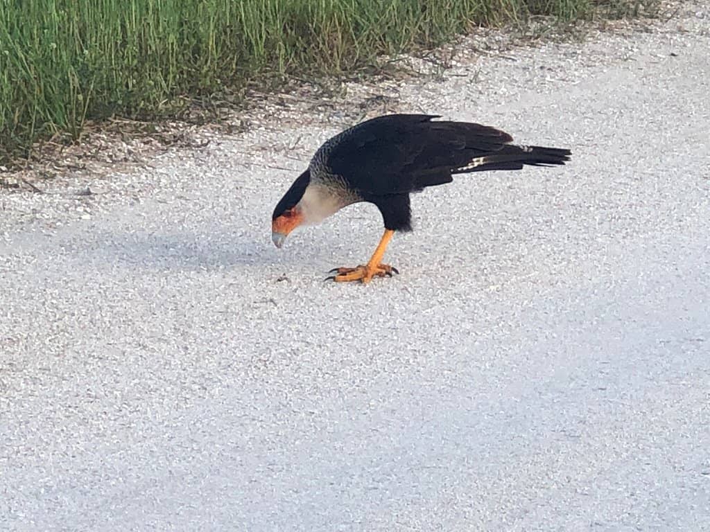 Vast Prairie Landscapes