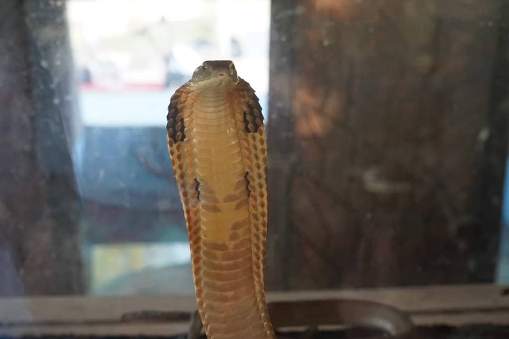 Southeast Asian Wildlife