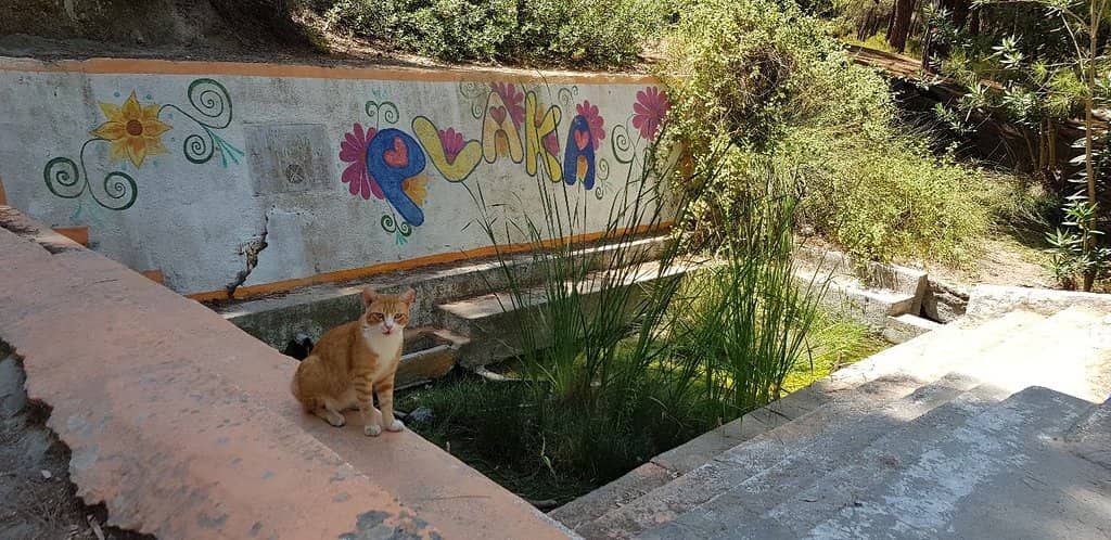 Friendly Feline Residents