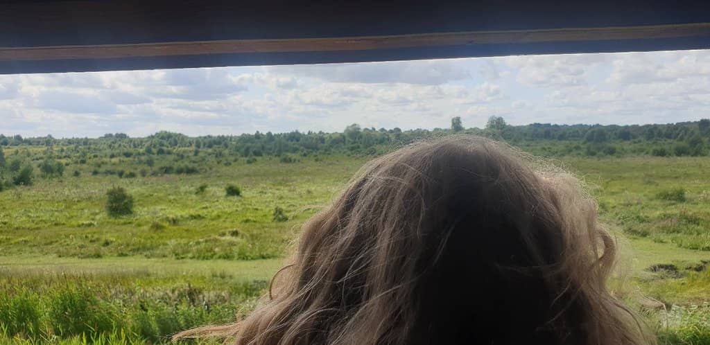 Konik Ponies & Highland Cattle