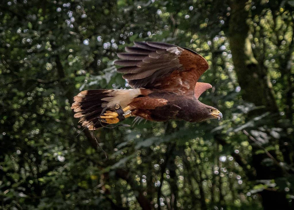Golden Eagle Encounter