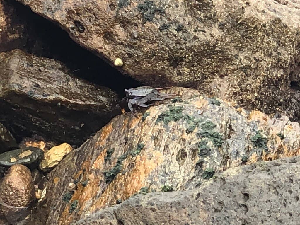 Rocky Shoreline Exploration