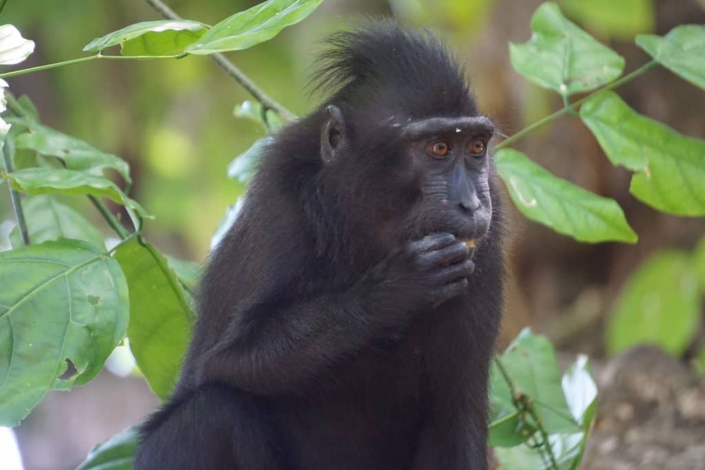 Sulawesi Crested Macaque