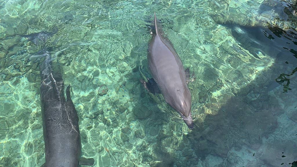 Diverse Marine Life Exhibits