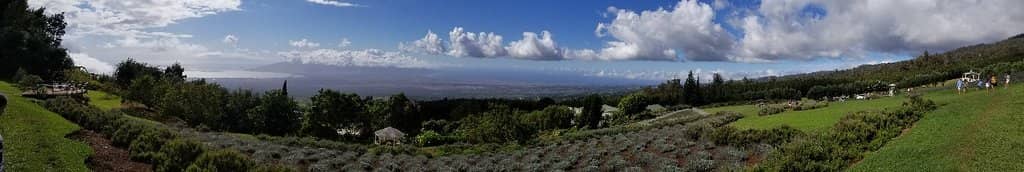 Lavender Scones & Treats