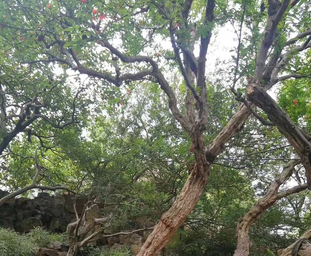 Emerald Green Dragon Pond