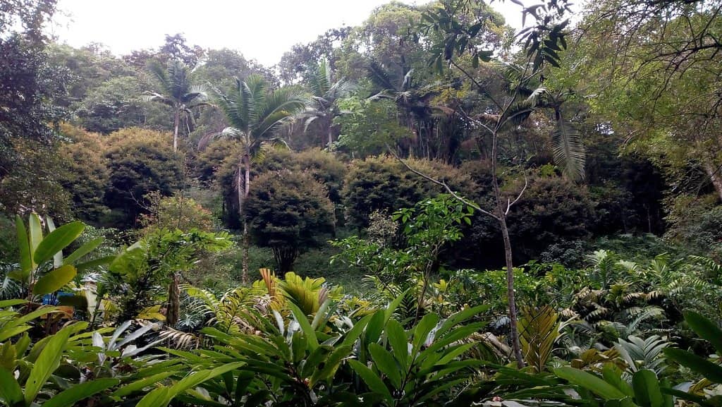Mirador de los Vientos