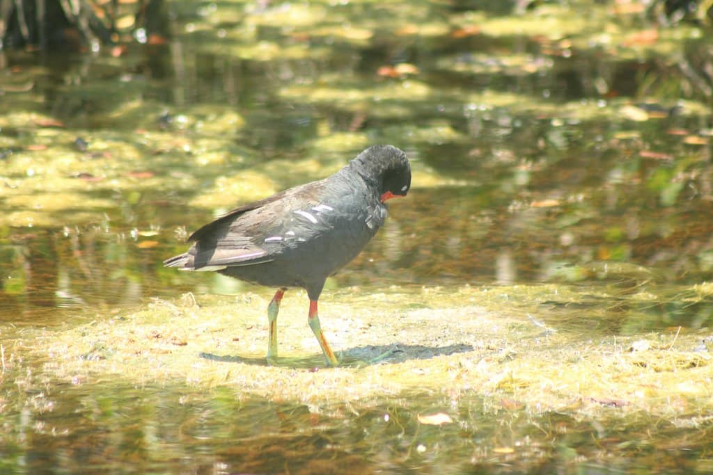 Bioluminescent Kayak Tours