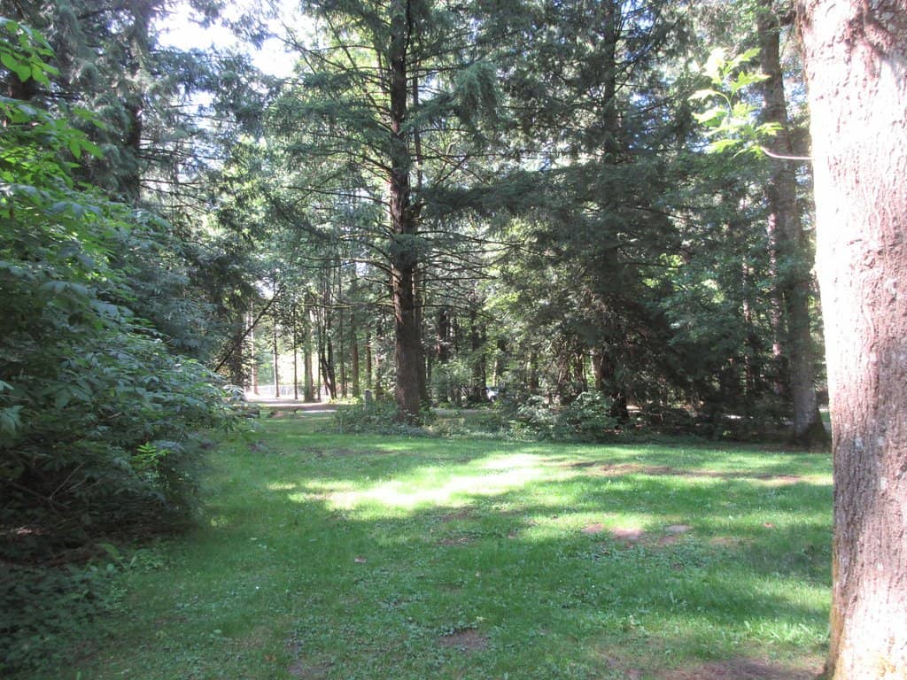 Salmon-Filled Stream