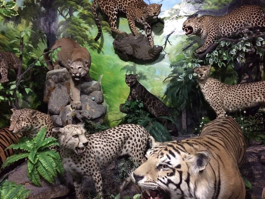 Realistic Habitat Displays