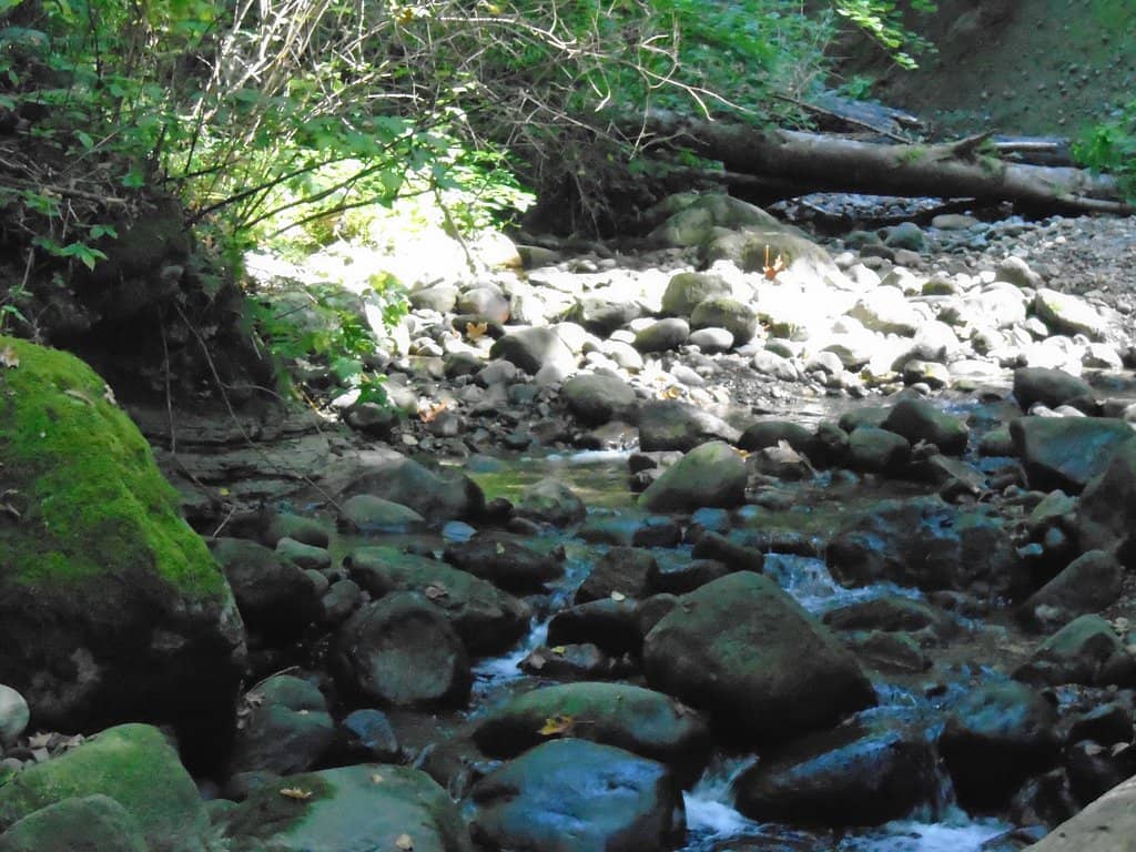 Salmon Spawning Sightings