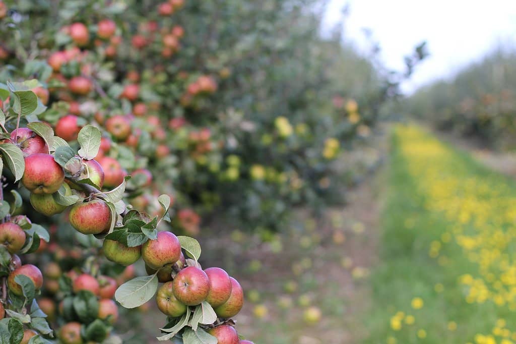 Heritage Apple Varieties
