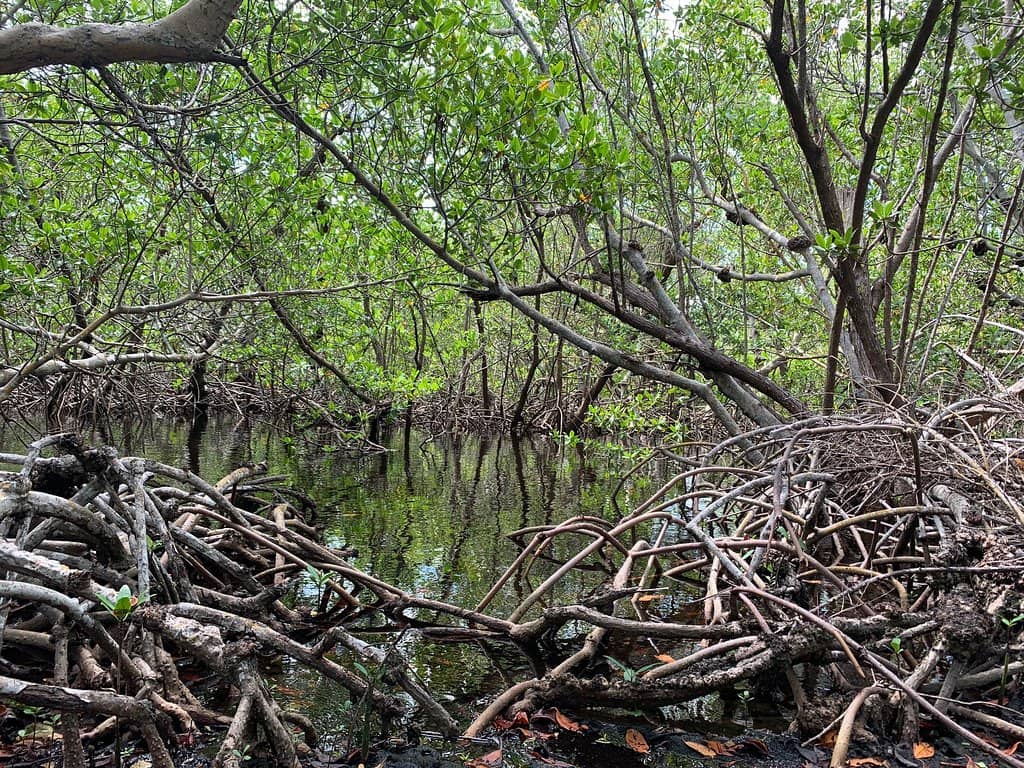 Challenging Inclines & Steps