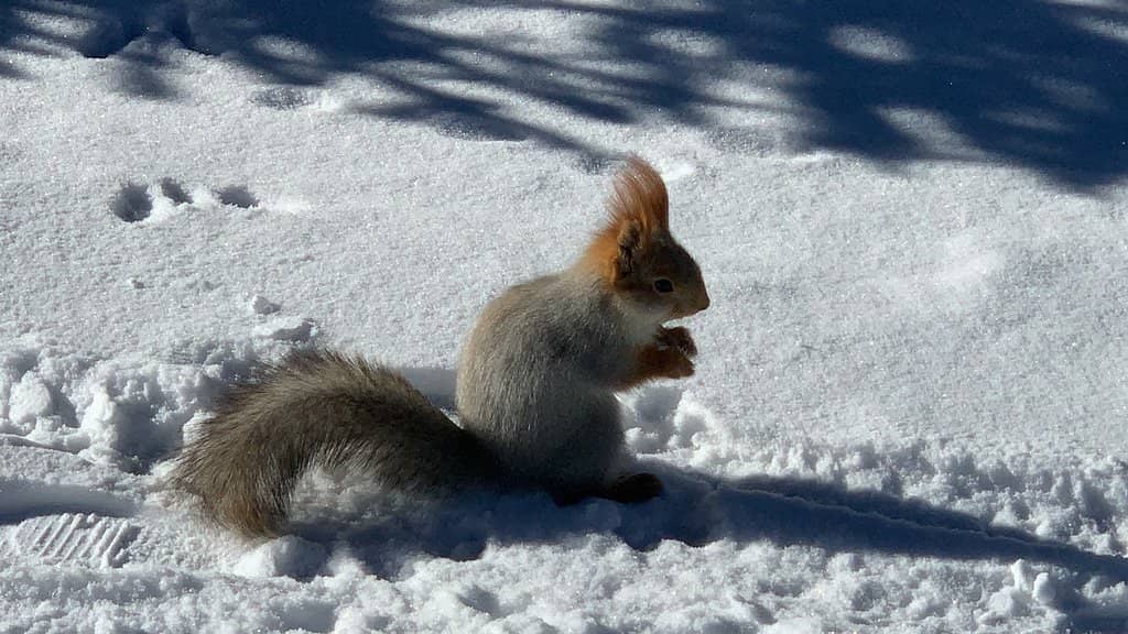 Tien Shan Mountain Views