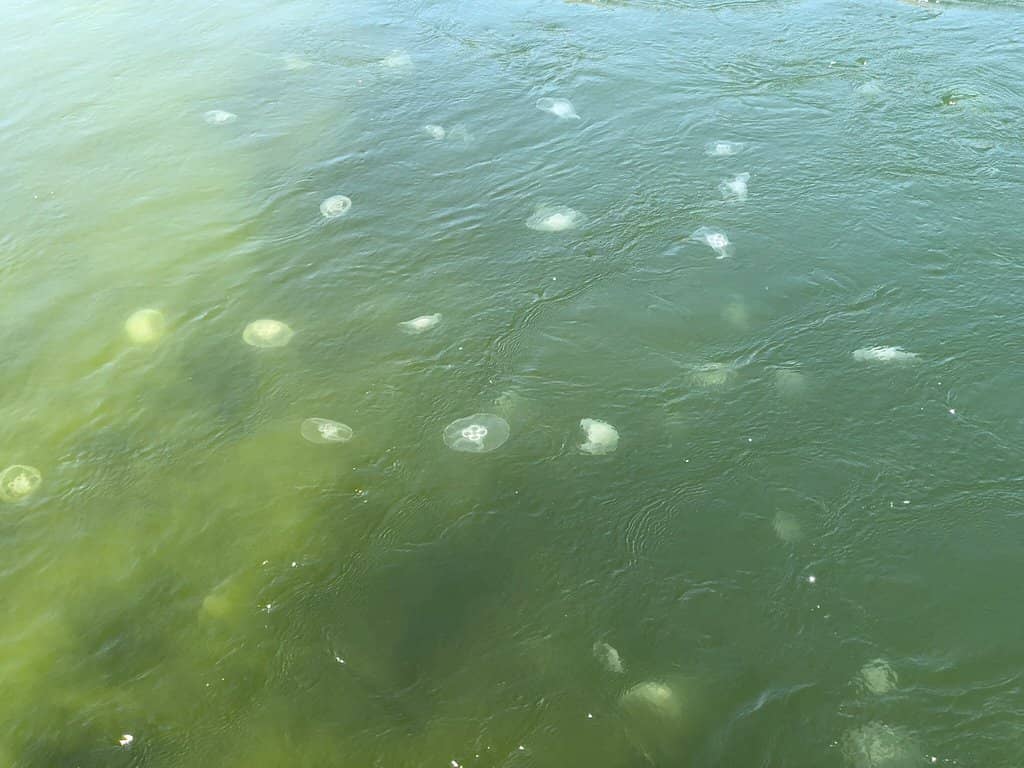 Whale Watching Excursions