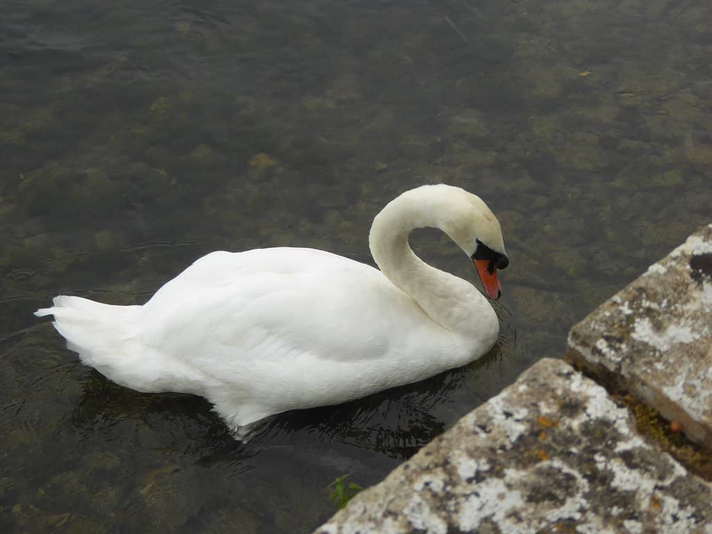 Bibury Trout Farm