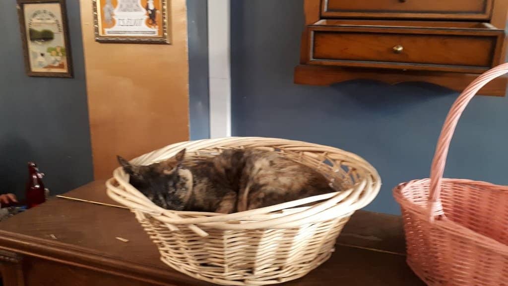 Surprise Culinary Delights