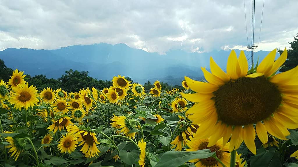 The Grand Kenjeran (Akeno Cluster)