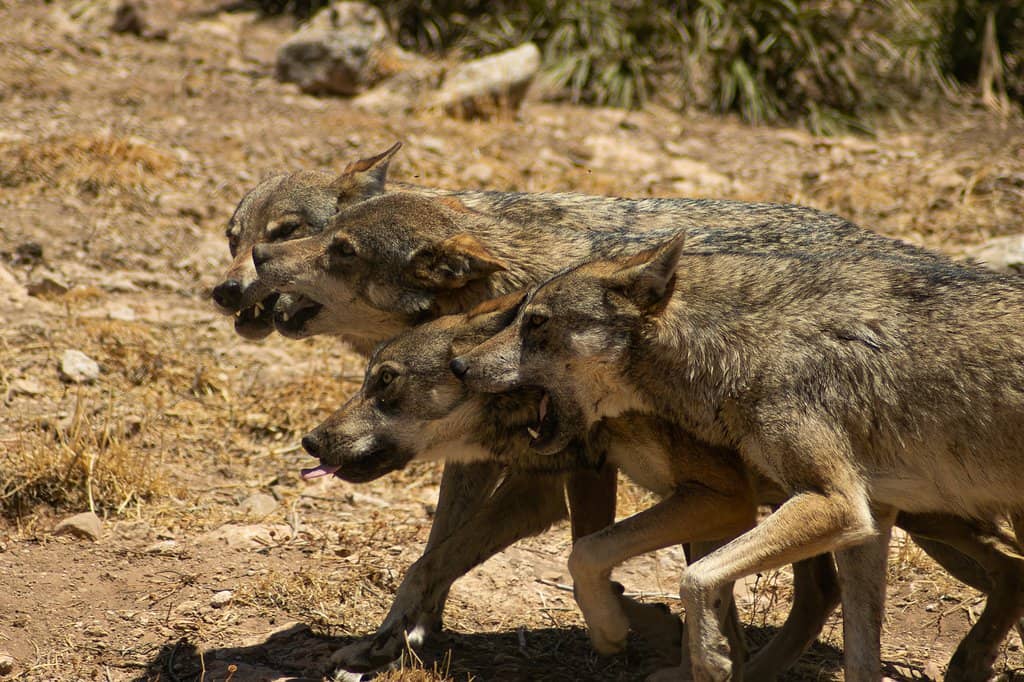 Diverse Animal Residents
