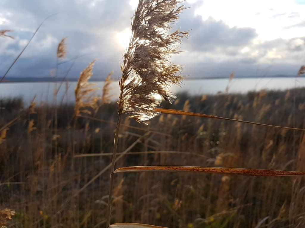 Picnic and Relaxation Spot