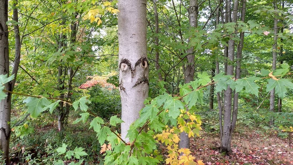 Brocken Railway Journey