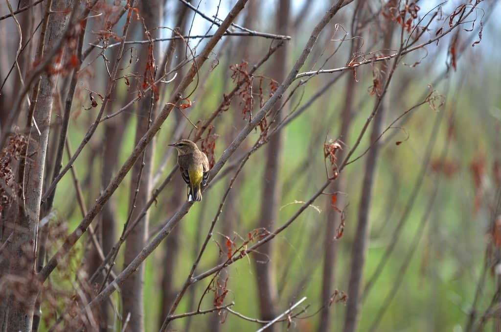 Ellis Island Peninsula