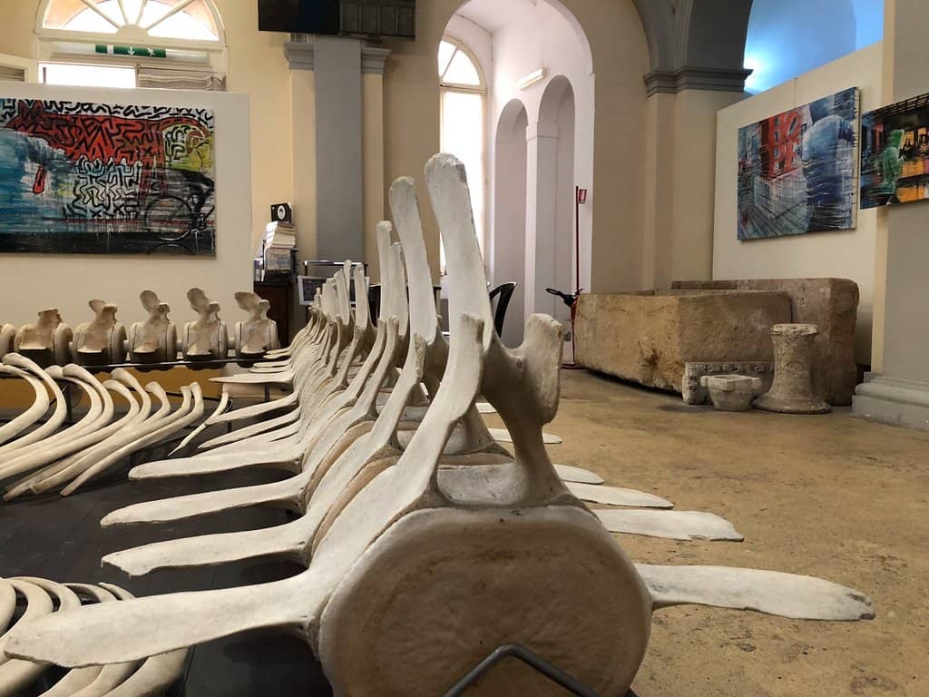 Fetal Development Anomalies