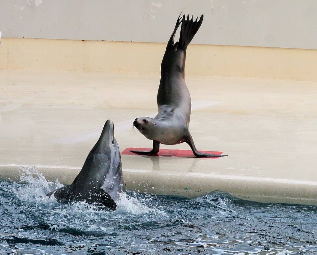 Dolphin Show Spectacle