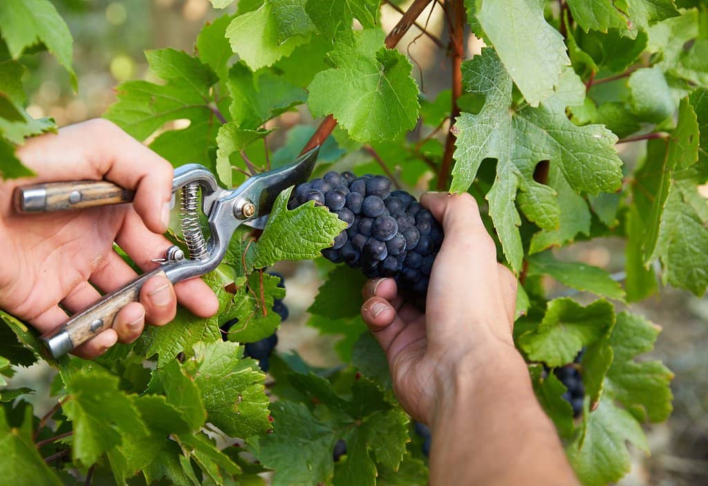 Guided Wine Tastings