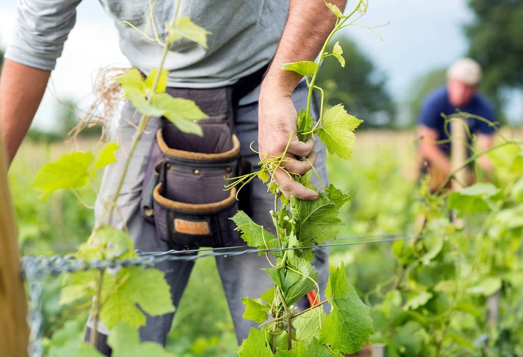 Clos Marey-Monge Vineyard