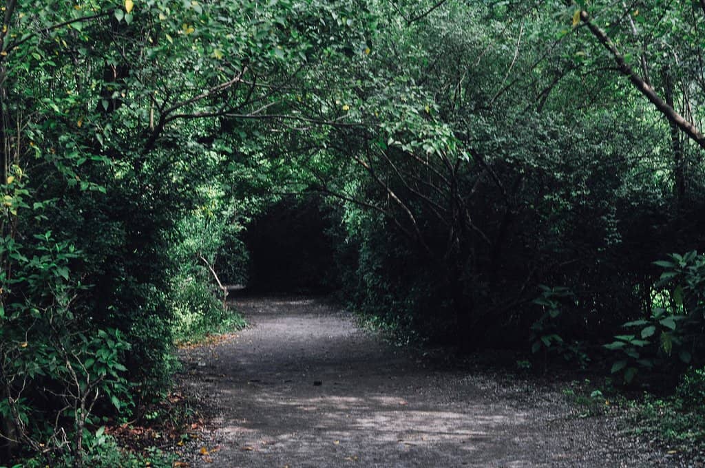 Lush Greenery & Wildlife