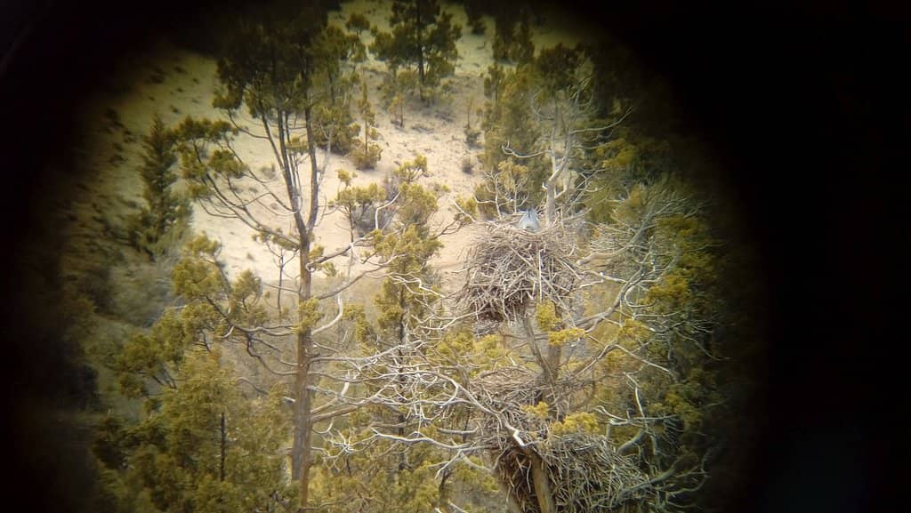 Birdwatching Opportunities