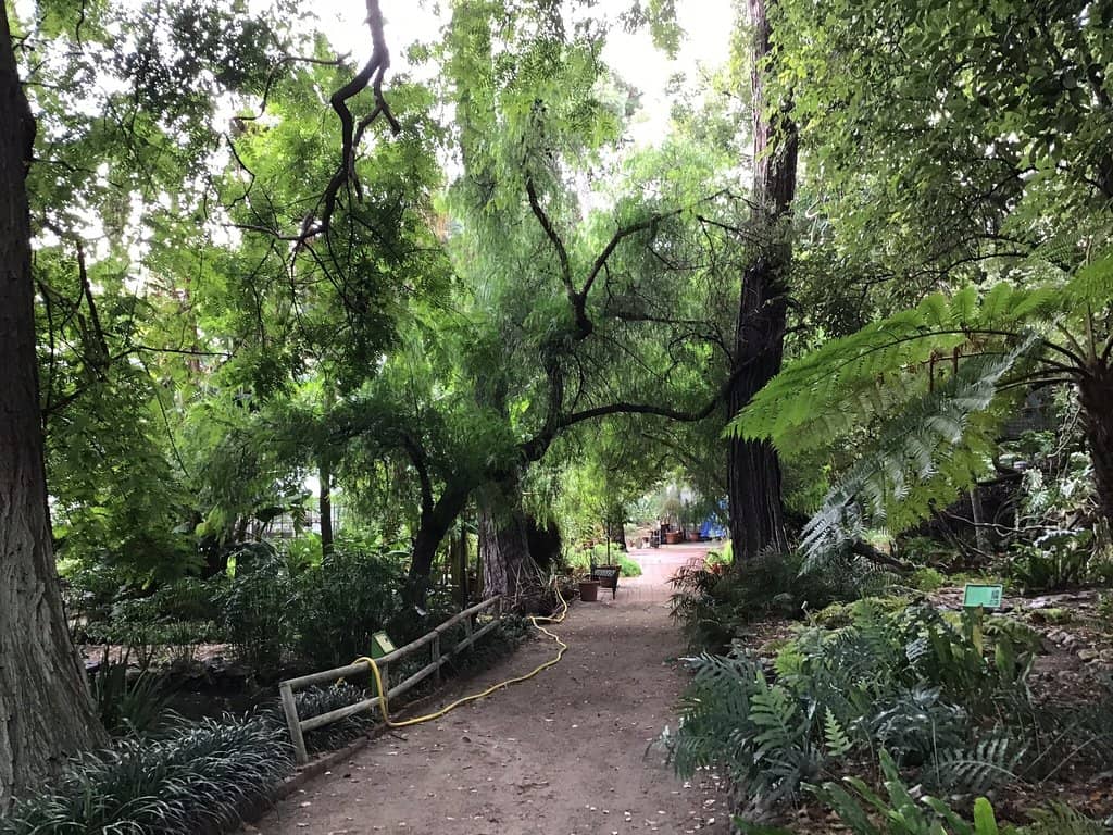 Tranquil Pond with Turtles