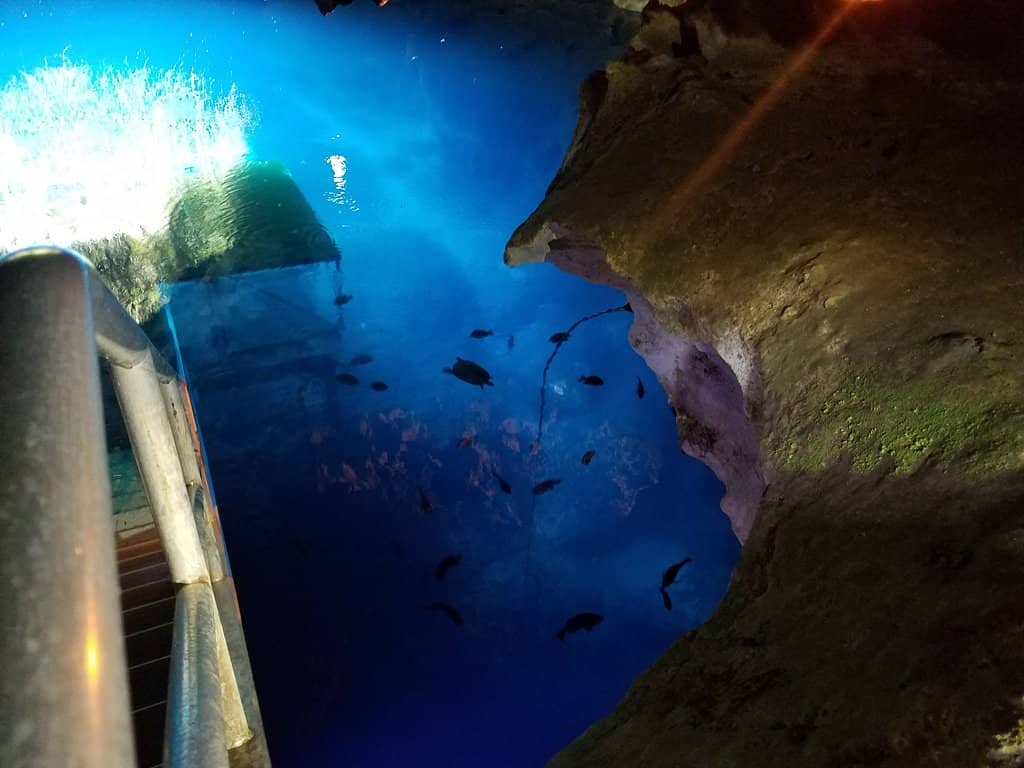 Snorkeling & Scuba Diving