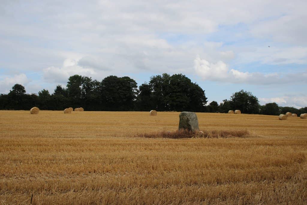 Ireland's Tallest Christmas Tree