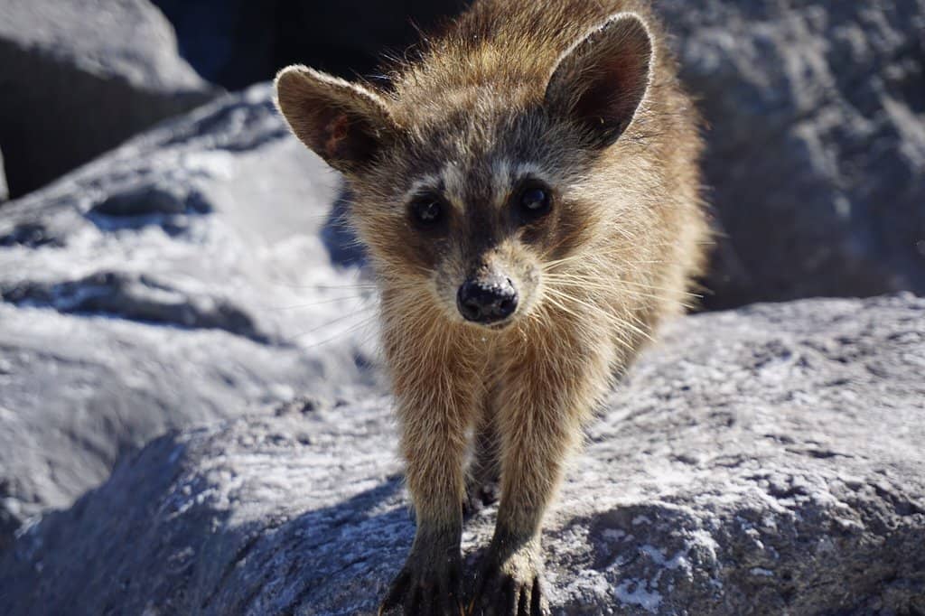 Shell Island Beaches
