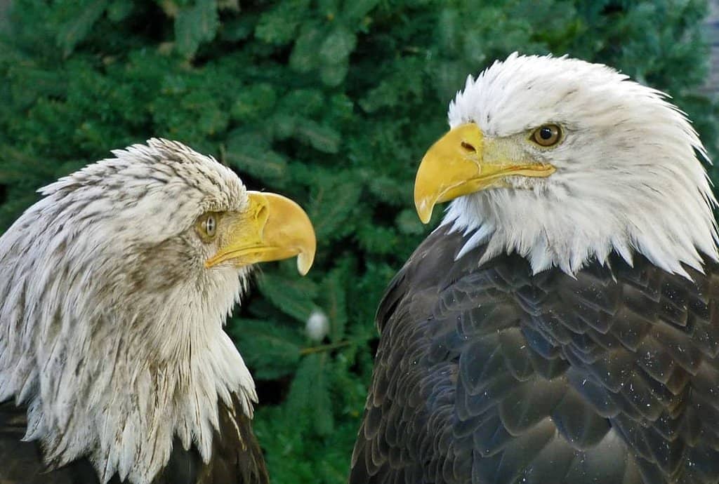 Wildlife Taxidermy Collection