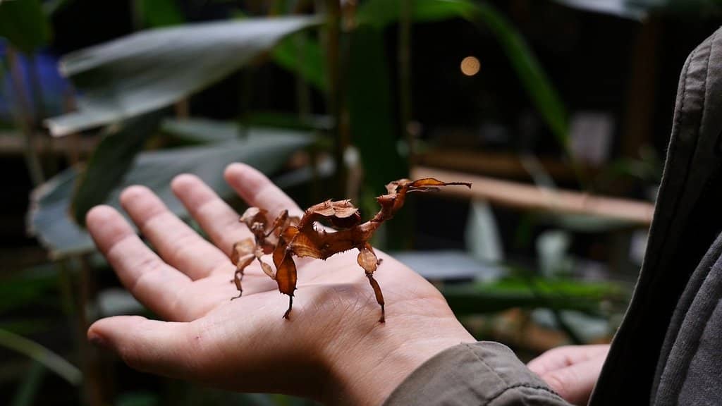 Rainforest and Gardens