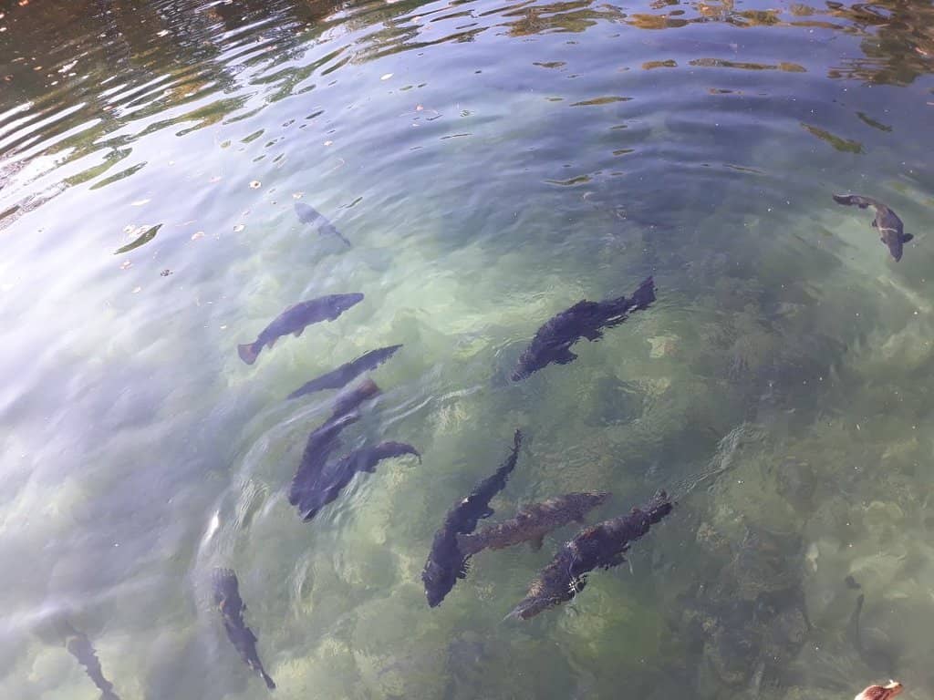 Viewing Stream Glass Area