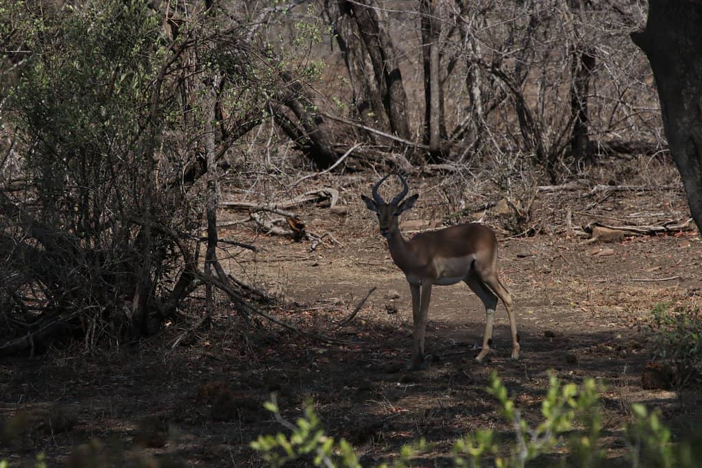 Occasional Larger Game