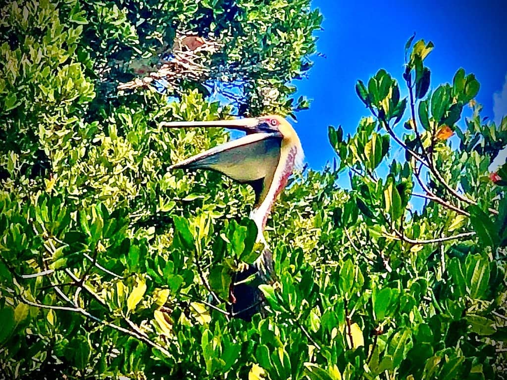 Muyil Ruins & Lagoon Float