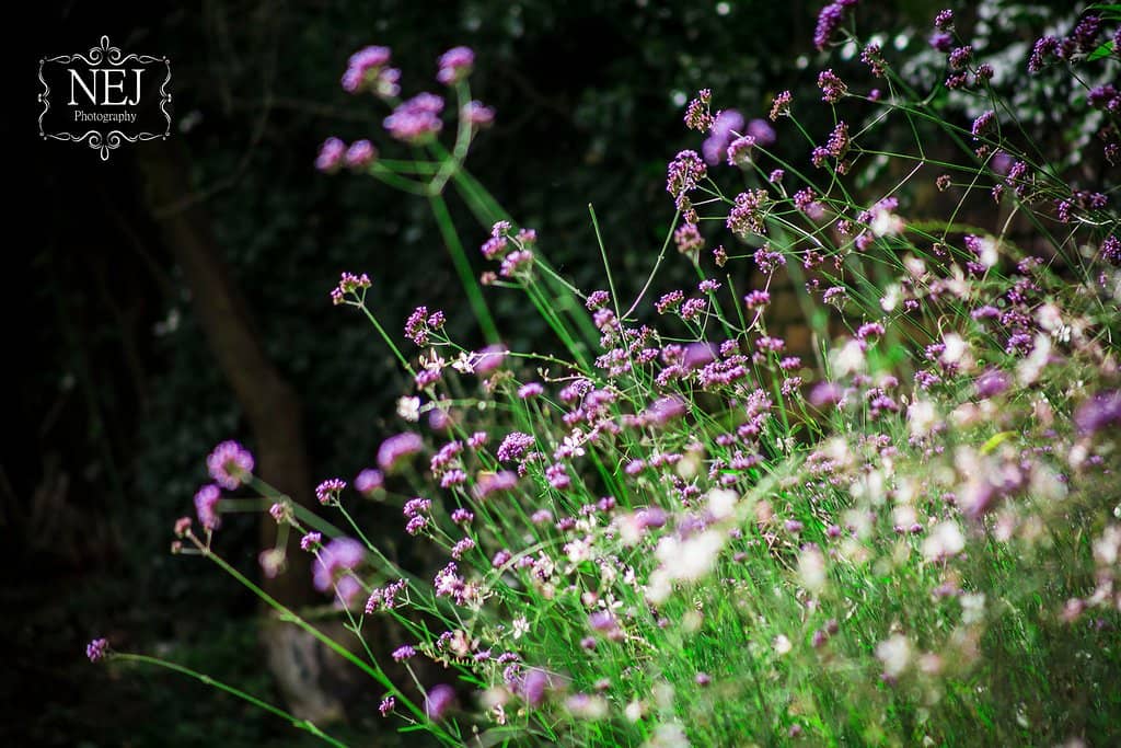 Wharton Collection Artwork