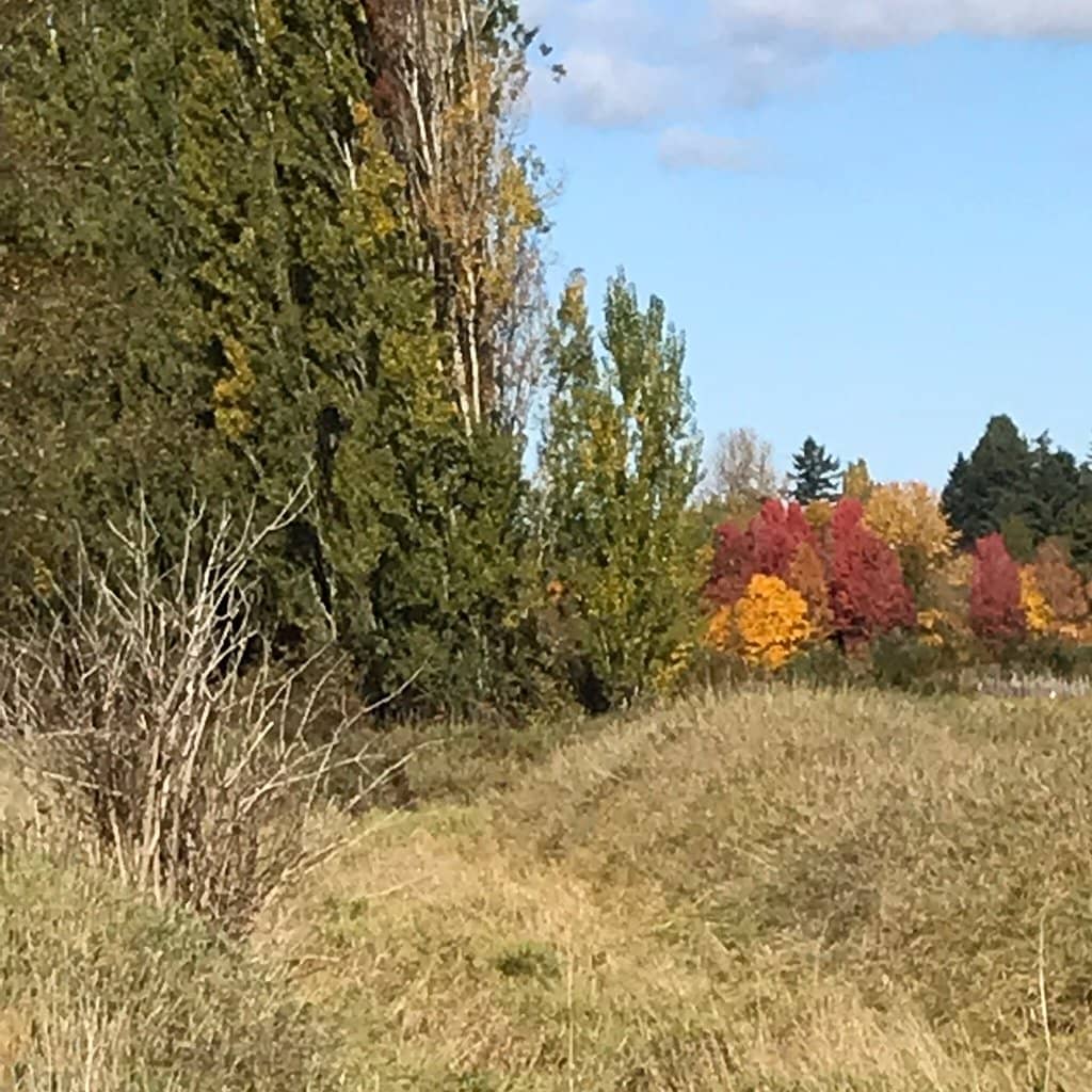 River Otter Sightings
